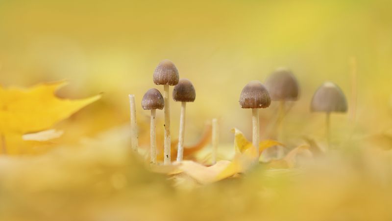 Оттенки осени фото превью