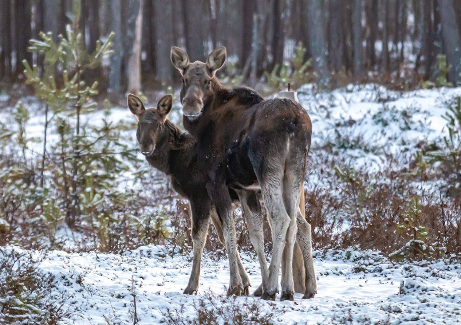 лось, лоси, лосенок, красный бор, беларусь, зима, Сергей Савчук