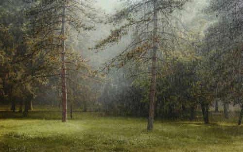 Дождливое утро