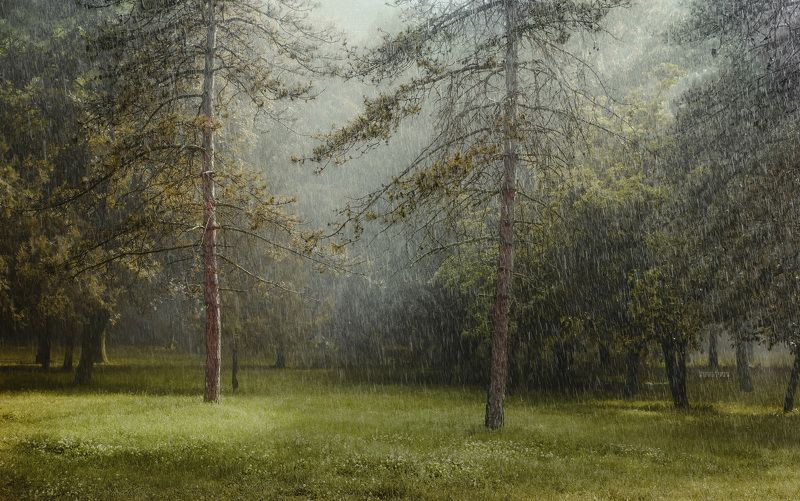пейзаж, природа, дождь Дождливое утро фото превью