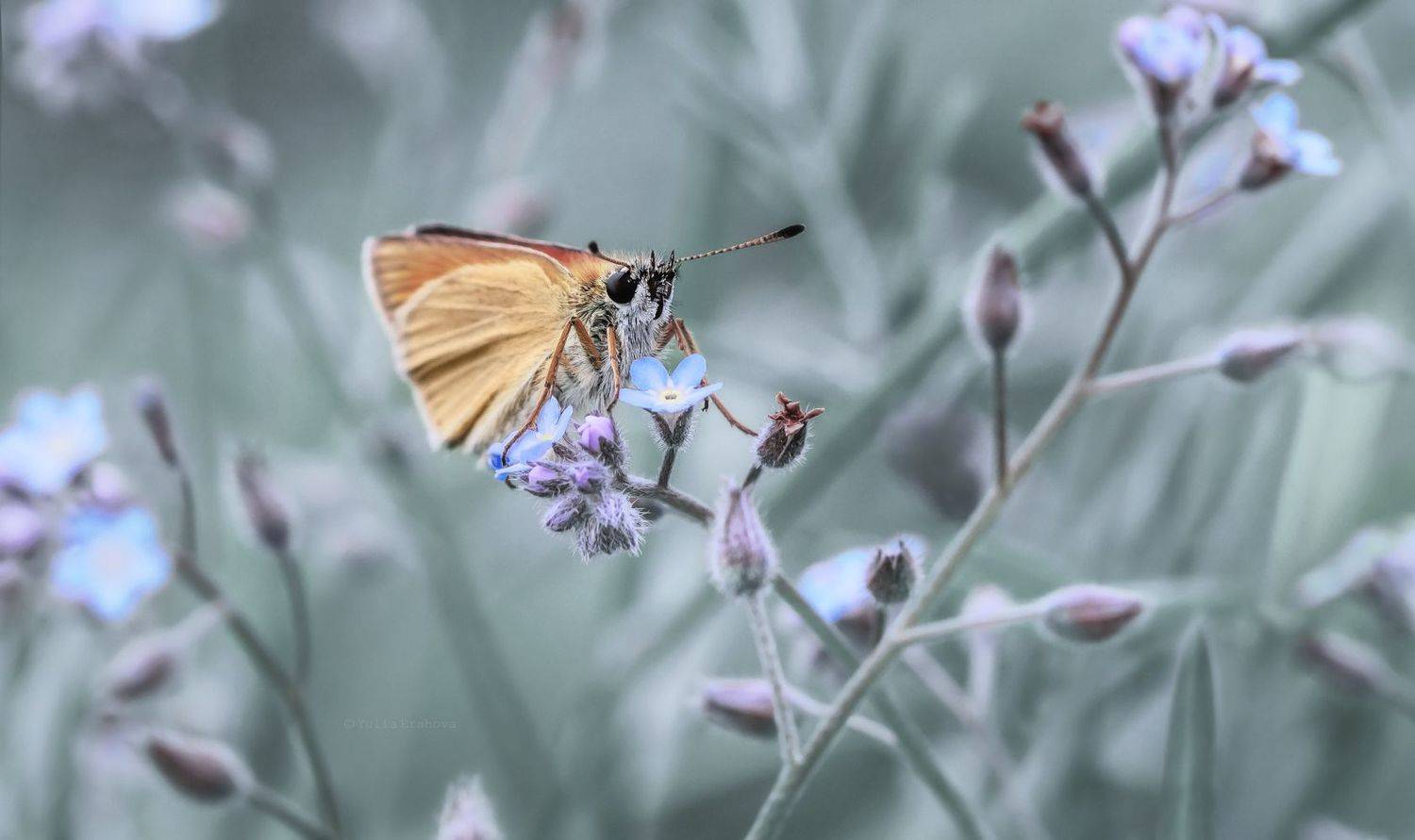 бабочка, толстоголовка, макро, незабудки, macro, Ершова Юлия