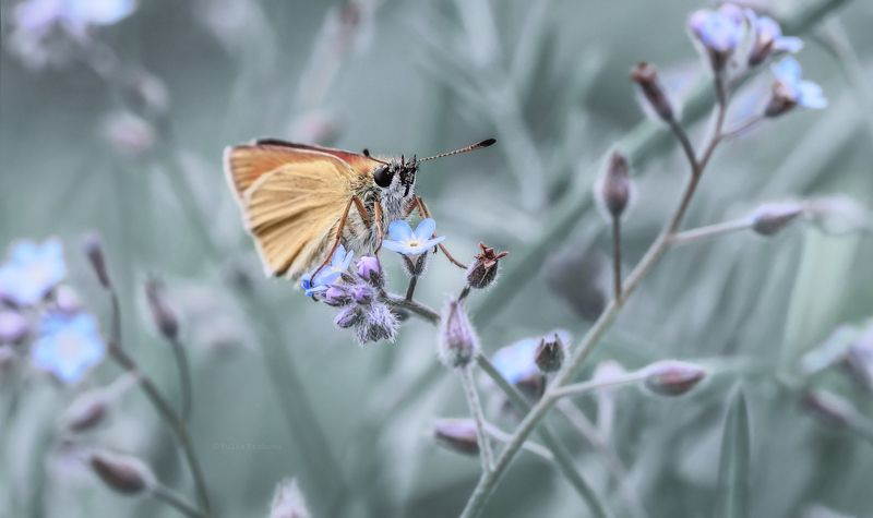 бабочка, толстоголовка, макро, незабудки, macro В стране незабудок фото превью