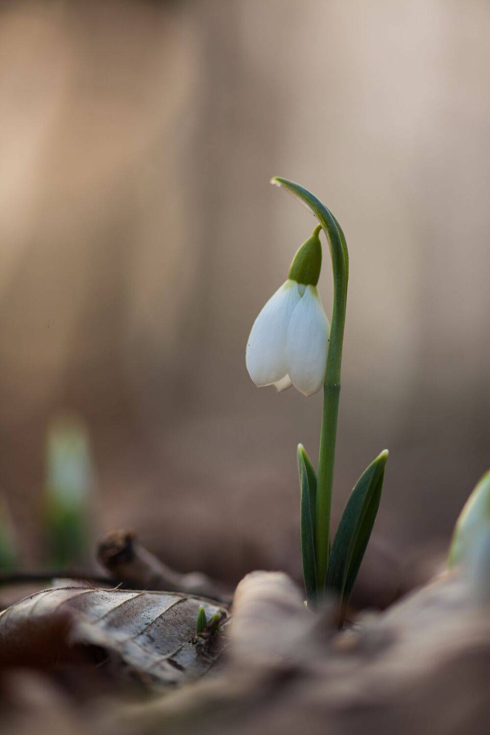 , Викулов Николай