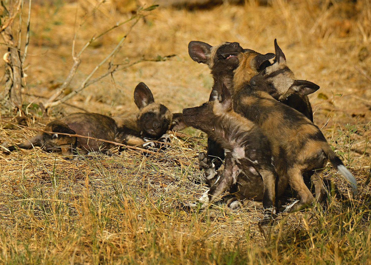 , Худзинская Ирина