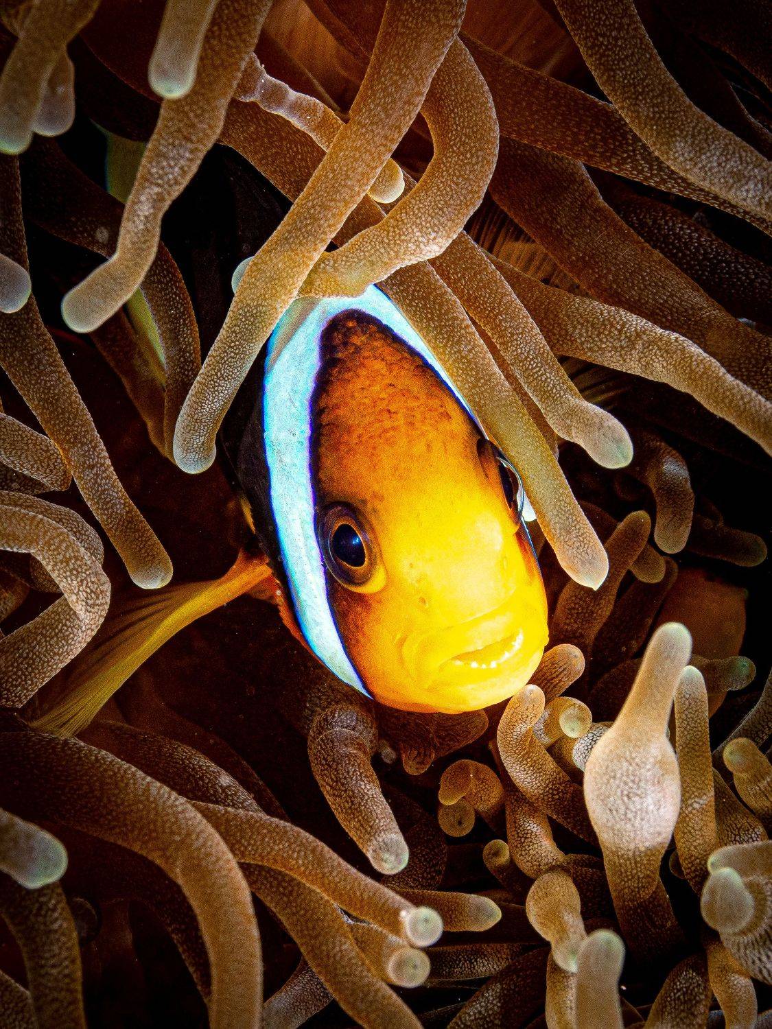 clown, Alexander Plakida