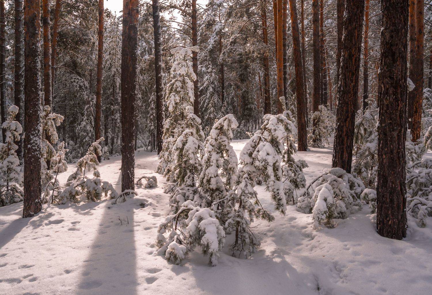 россия, алтай, Андрей Поляков
