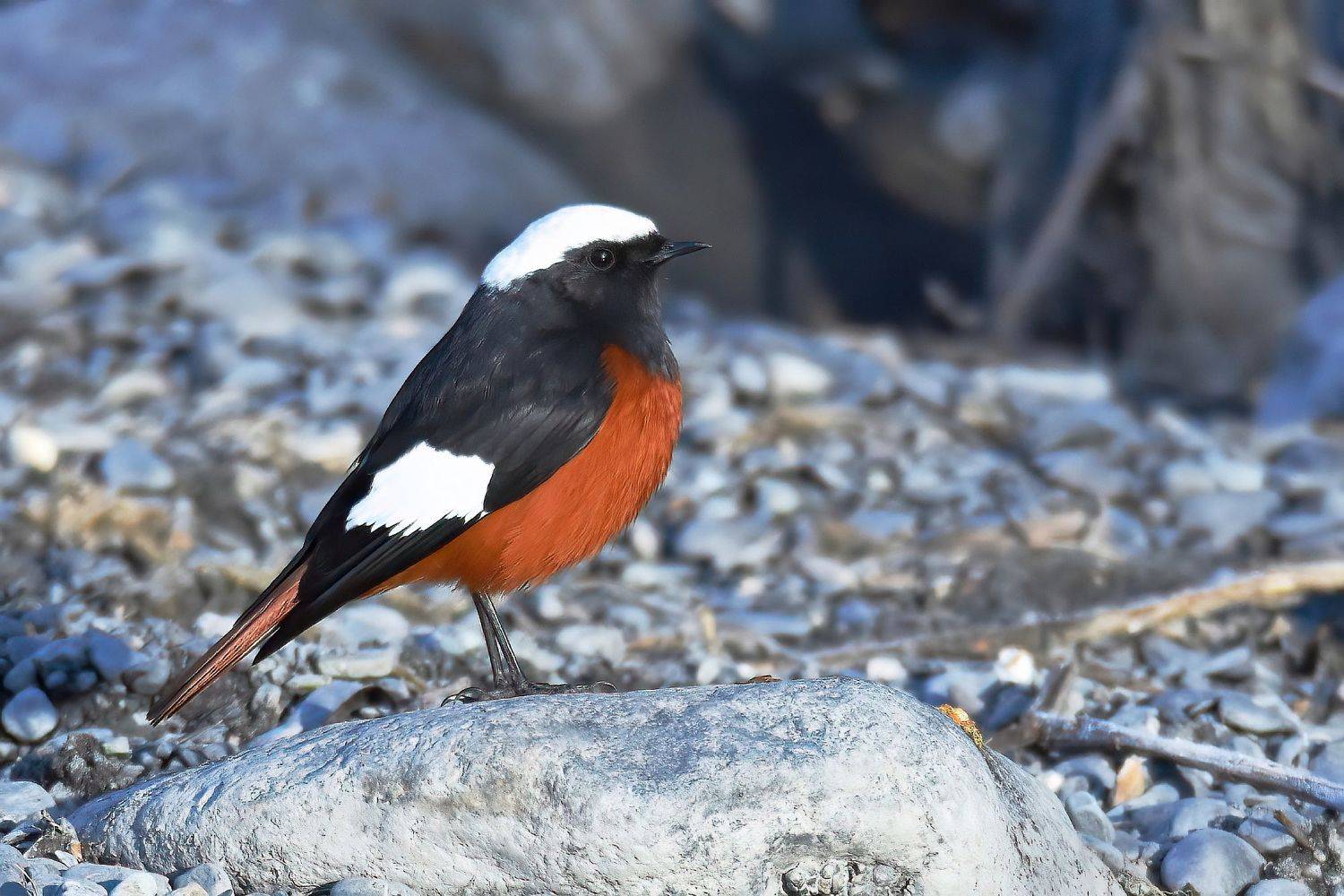 , Дмитрий Шевцов