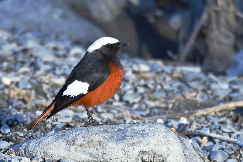 Краснобрюхая горихвостка фото превью