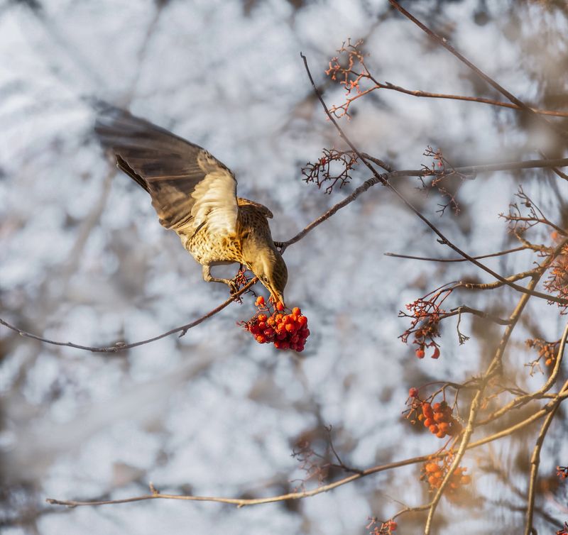 птица, дрозд рябинник, ягода, рябина, снег, зима, рябинник.. фото превью