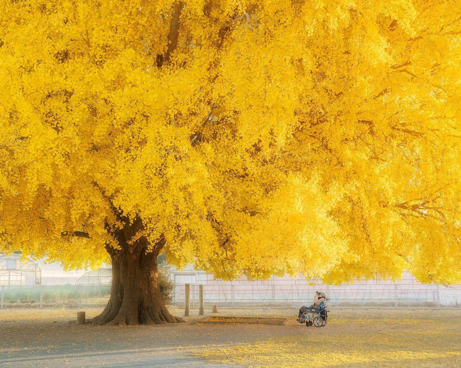 , Даниил Коржонов