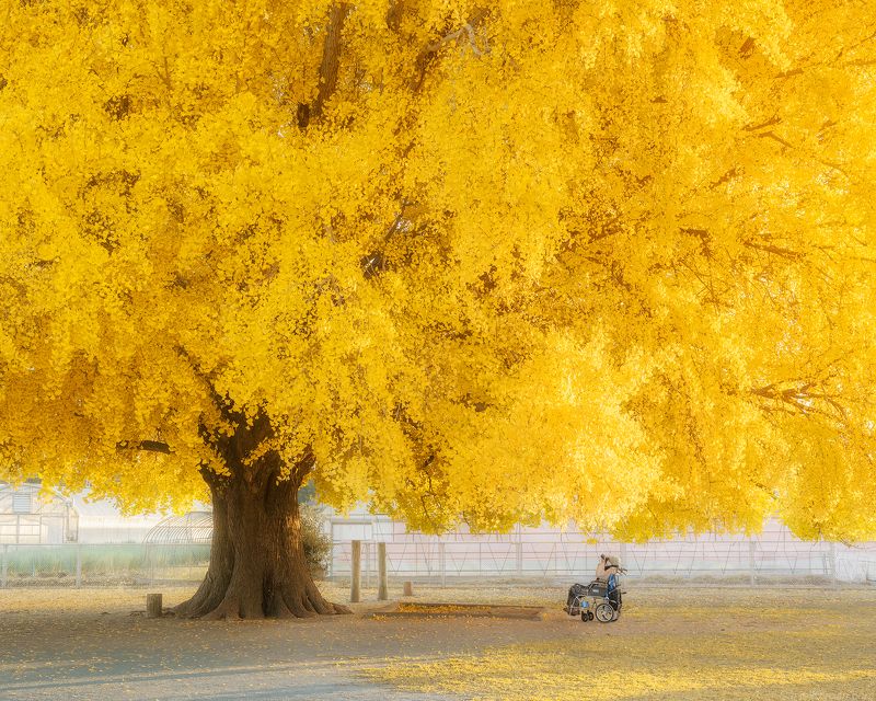 In Japan