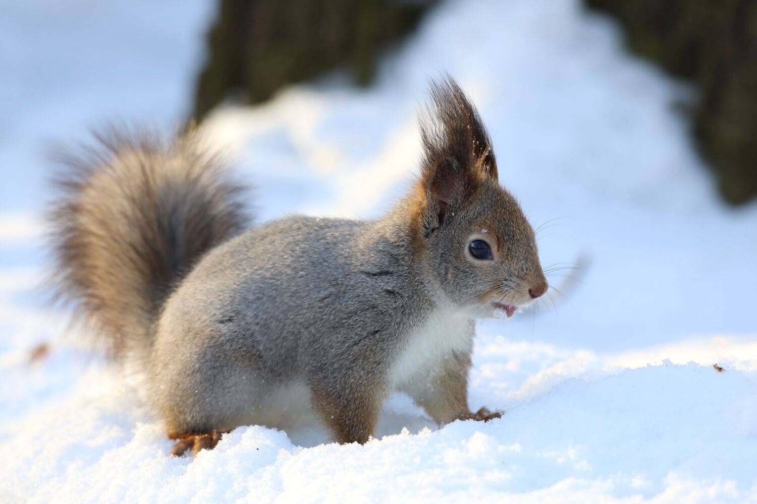 , Колосова Елена