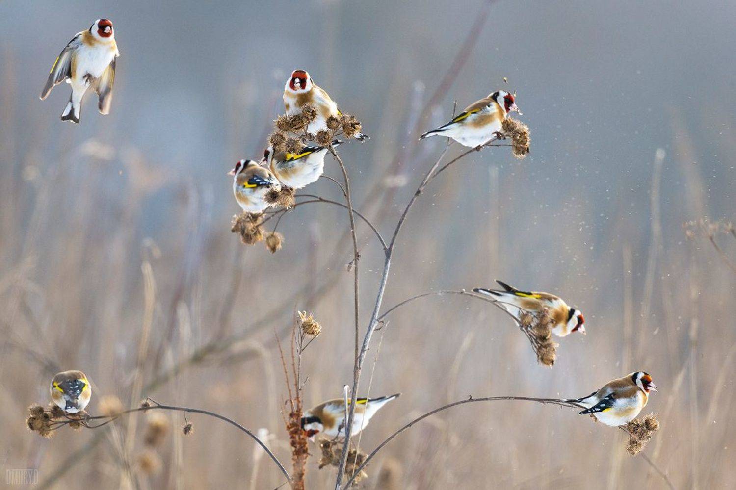 , Дмитрий Доронин