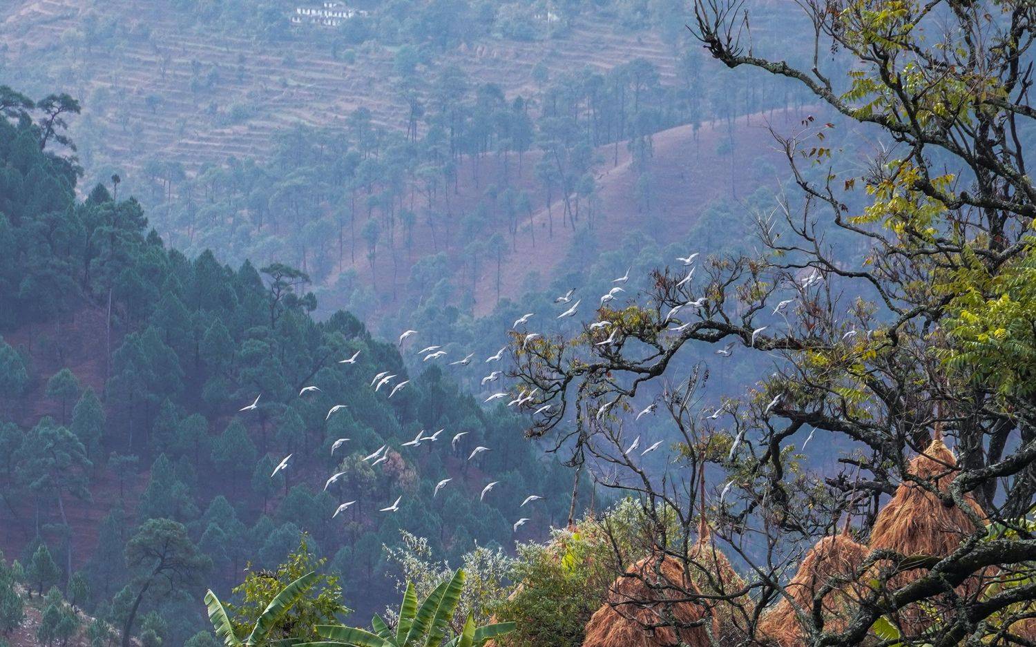 #india #beauty #hillls #landscape #nature, Digvijay singh Janoti