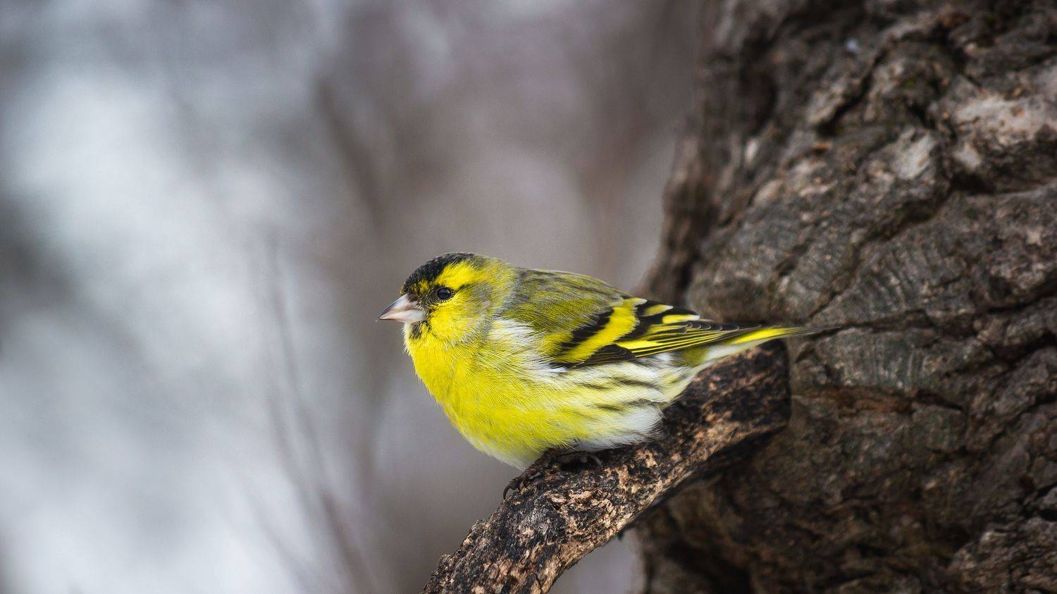 , Елисеев Александр