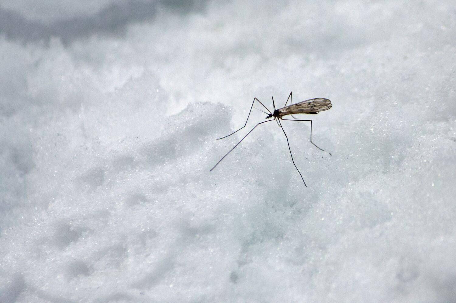 комар, КарОл