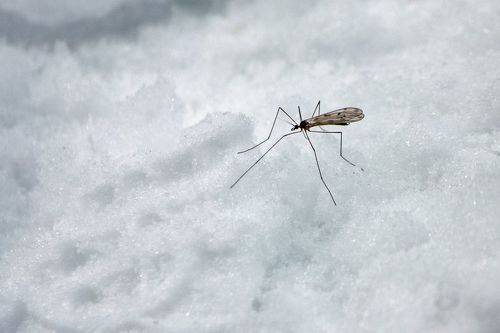 Комар зимний (Trichocera hiemalis)