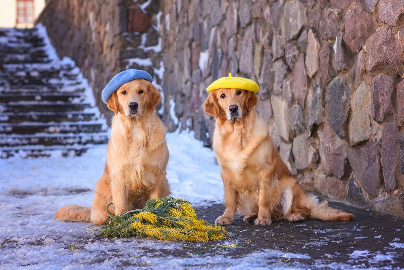 фото превью