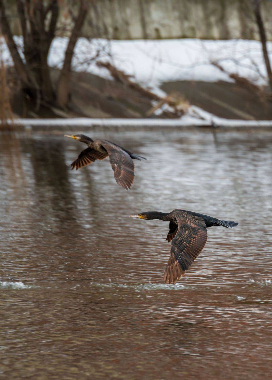 большие, бакланы, Алексей Рыльский