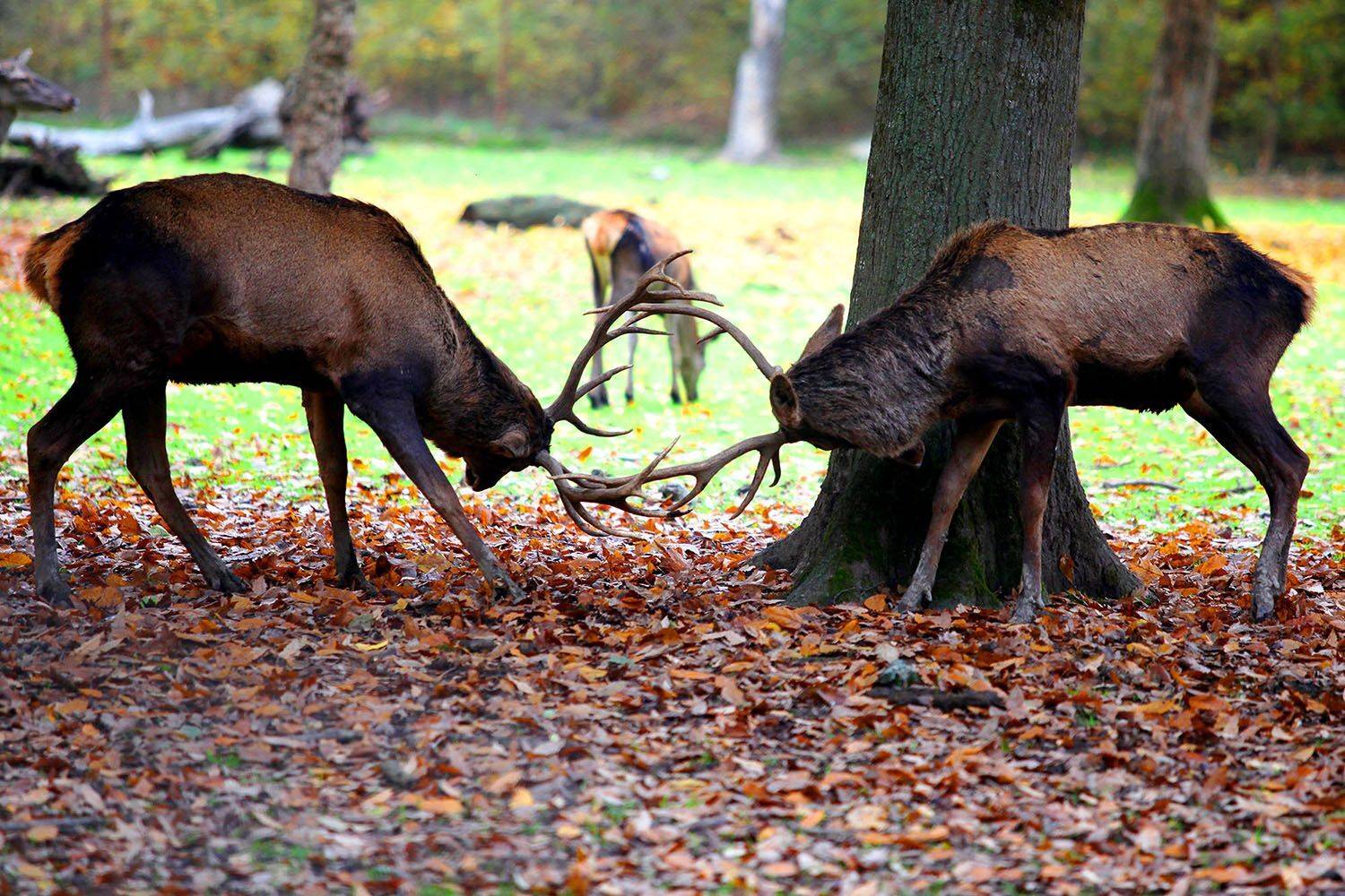 , mehdi karimi souderjani