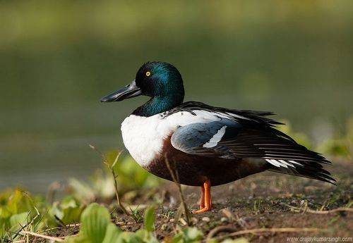 Northern shoveler