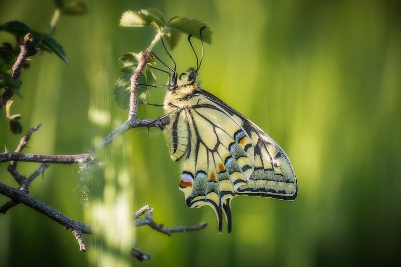 фото превью
