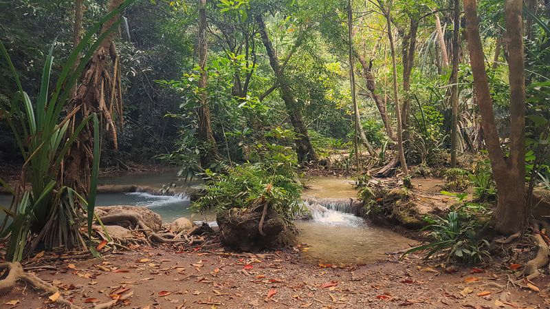 мобильная фотография, природа, лес, тропики, таиланд, forest, thailand, nature, asia, mobile photography Erawan National Park фото превью
