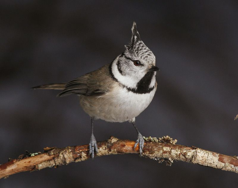parus cristatus Гренадерка фото превью