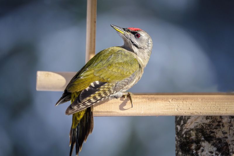 Седой дятел фото превью