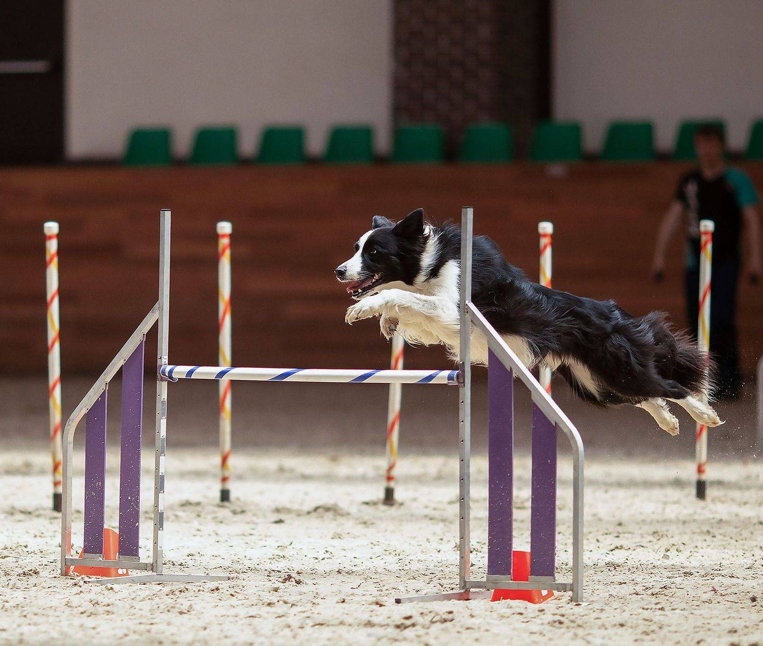 собака, спорт, аджилити, прыжок, соревнования, dog, sport, competition, jump, Стукалова Юлия