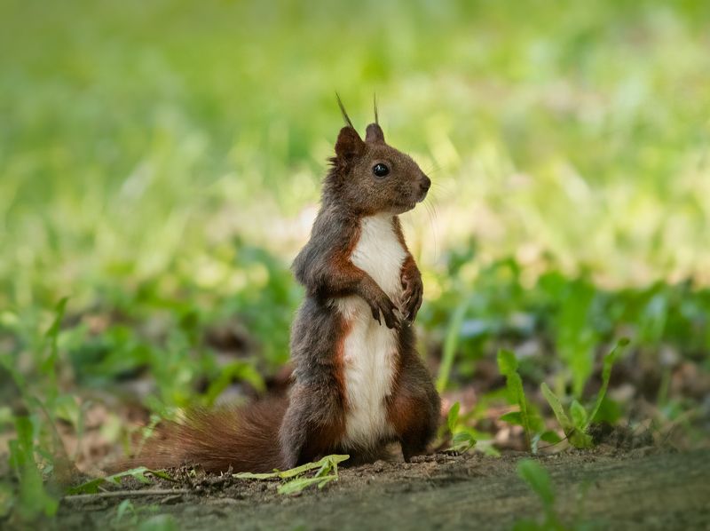 белка, squirrel, close up Squirrel - Белка фото превью