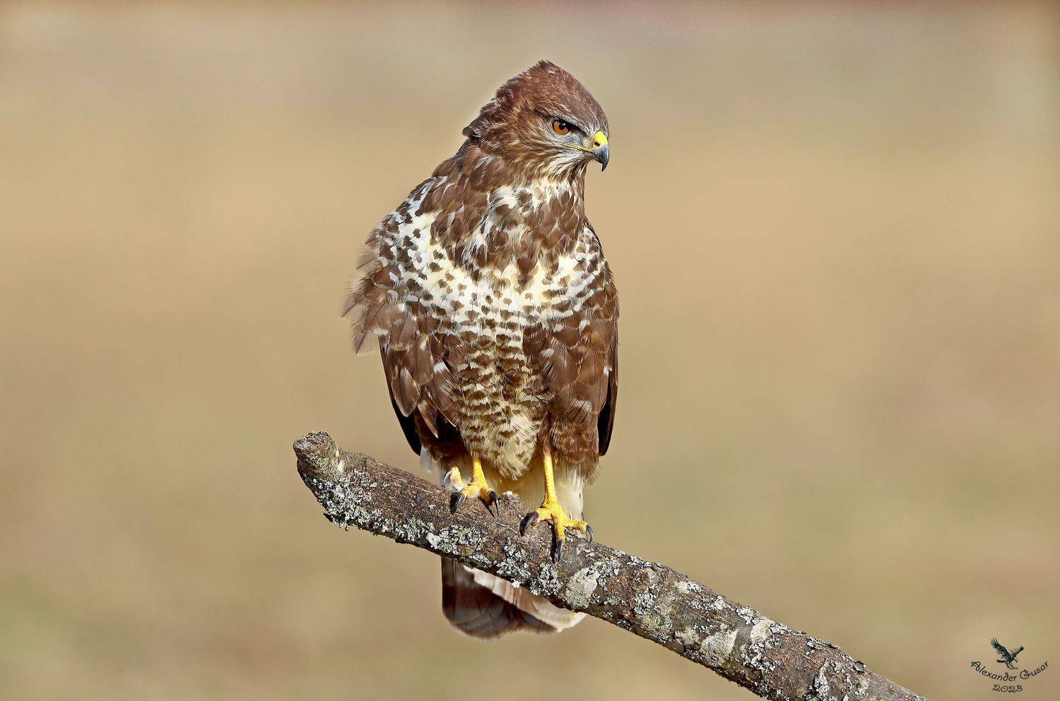 , Гусар Александр