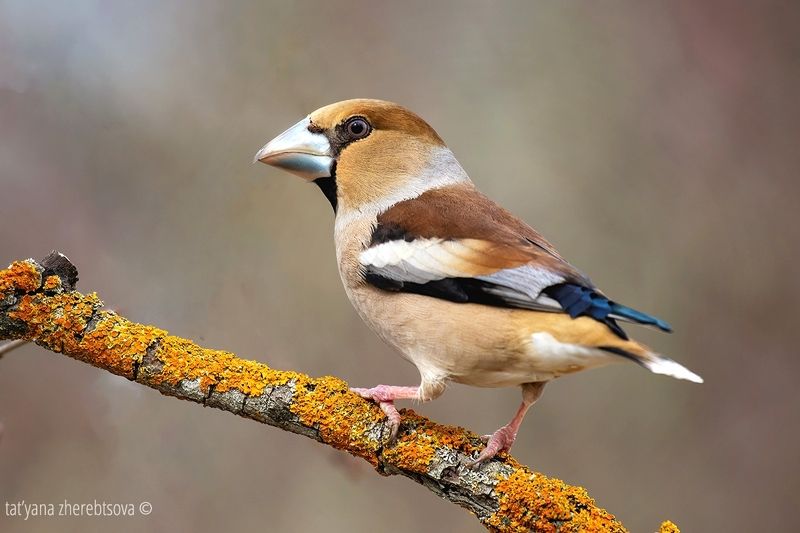 Дубонос. Hawfinch фото превью