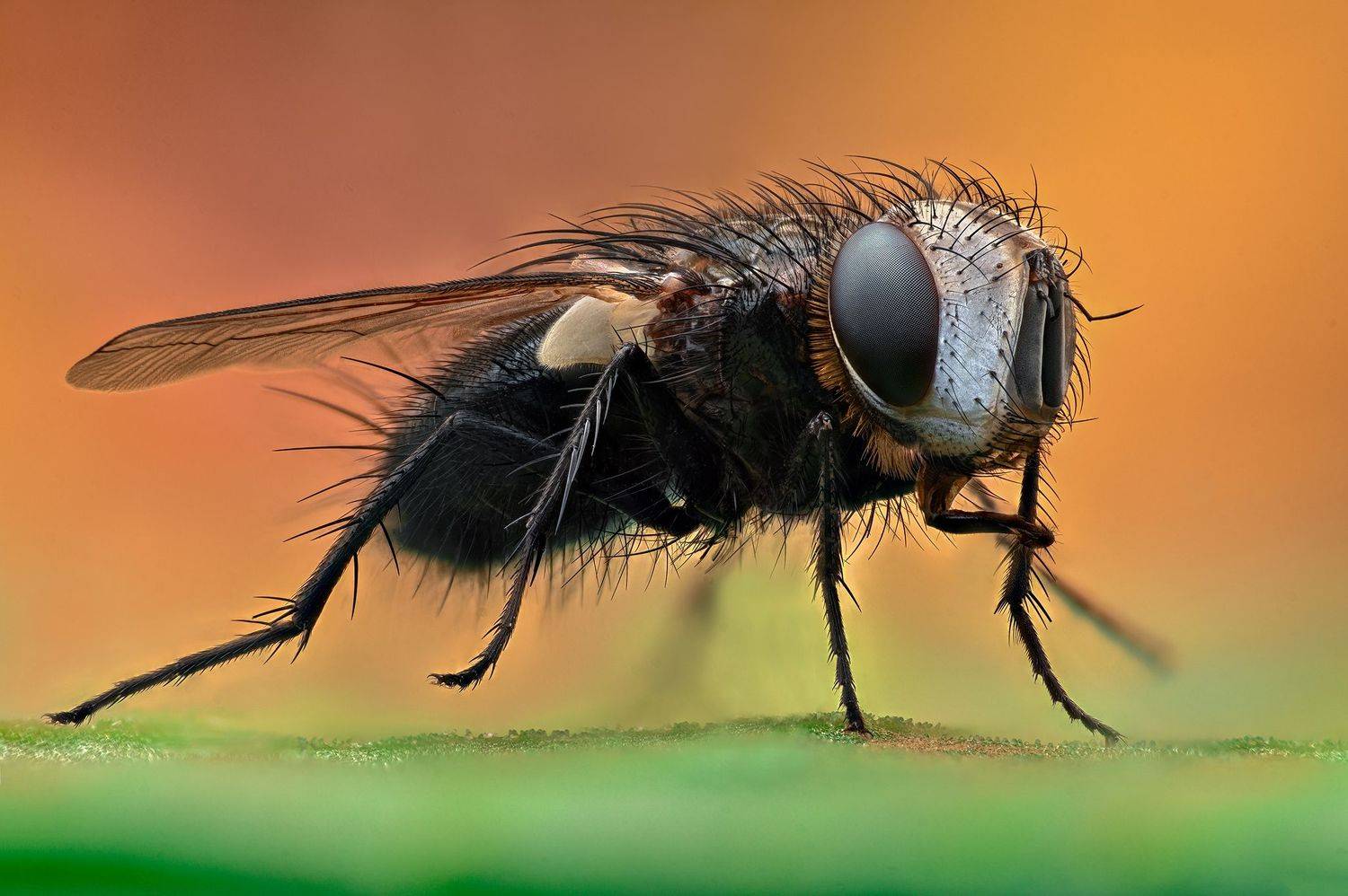 ceclii,macro, Ganev Tsvetan