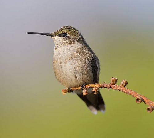 Female. Ruby-throated Hummingbird -Рубиновогорлый колибри. самка