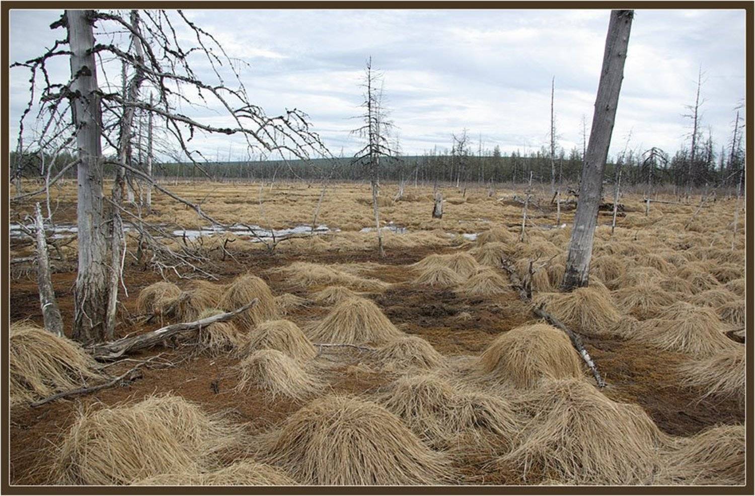 марь, север, Солодухин Виктор