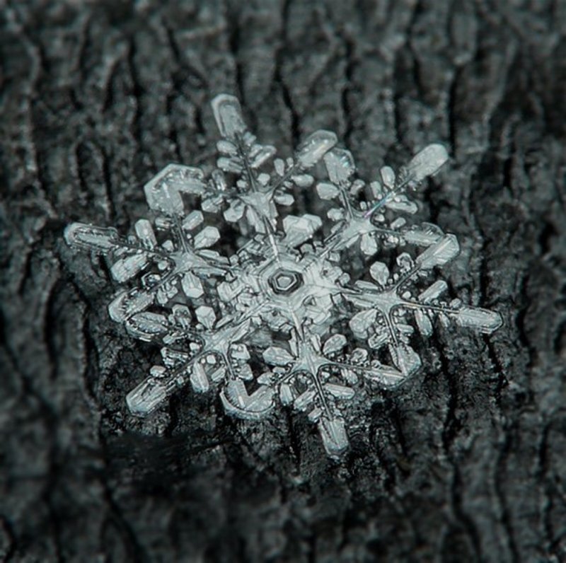 cнег московский №1 фото превью