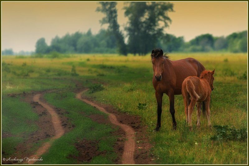 Встречая утро , провожая вечер.. фото превью