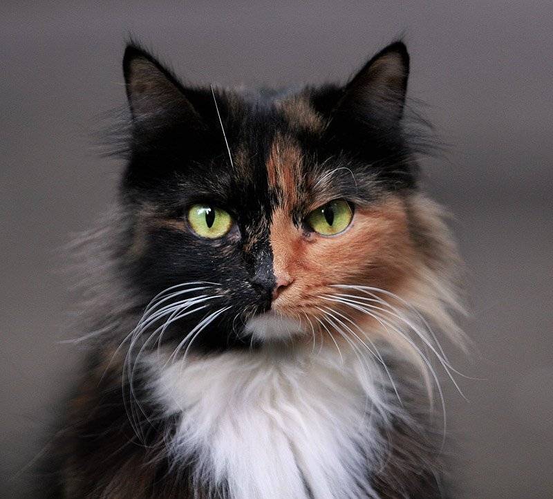 , Максим Юлдашев