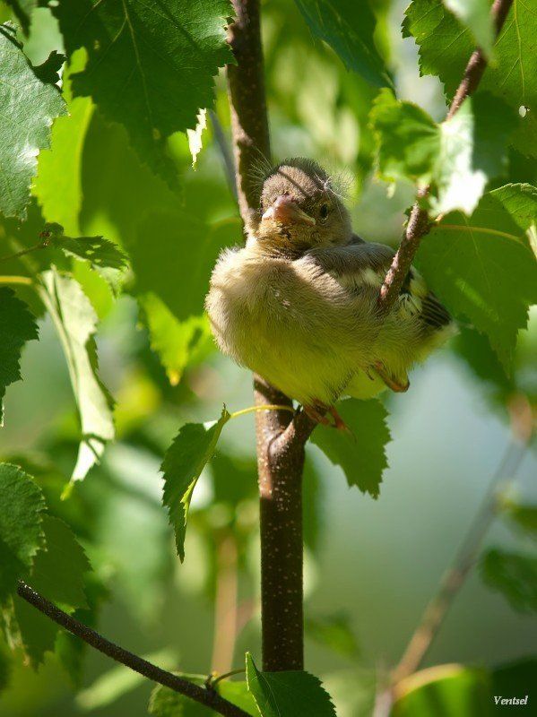 Птица фото превью