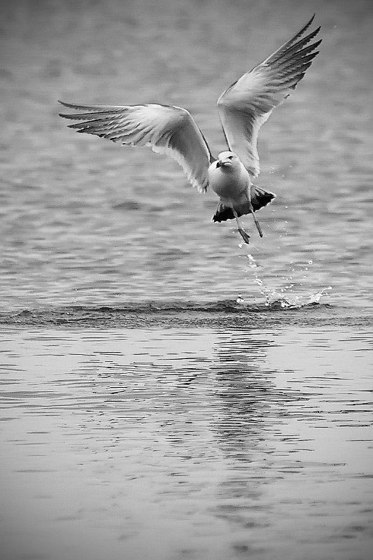 Монтана фото превью