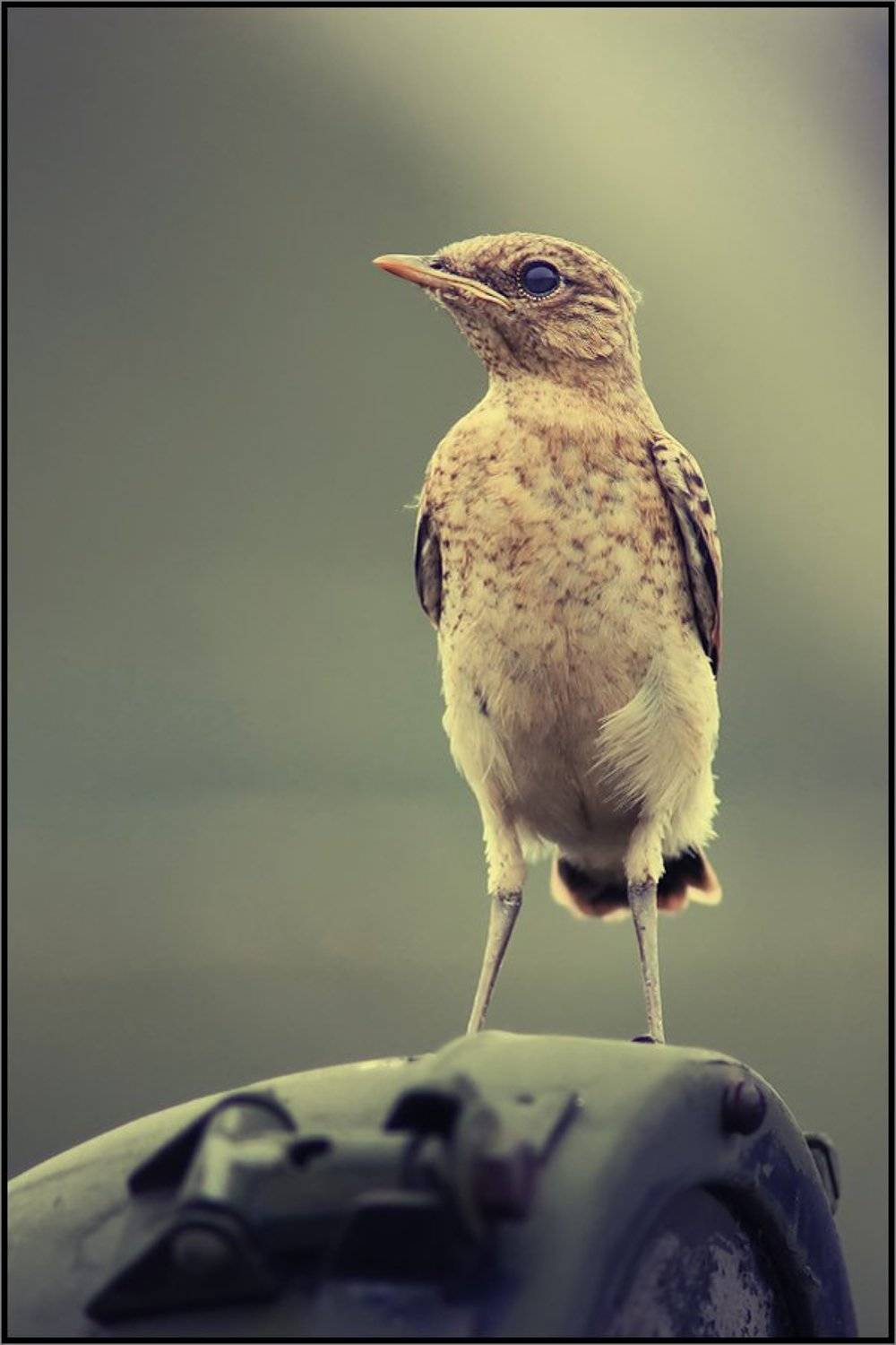 , Олег Клочков