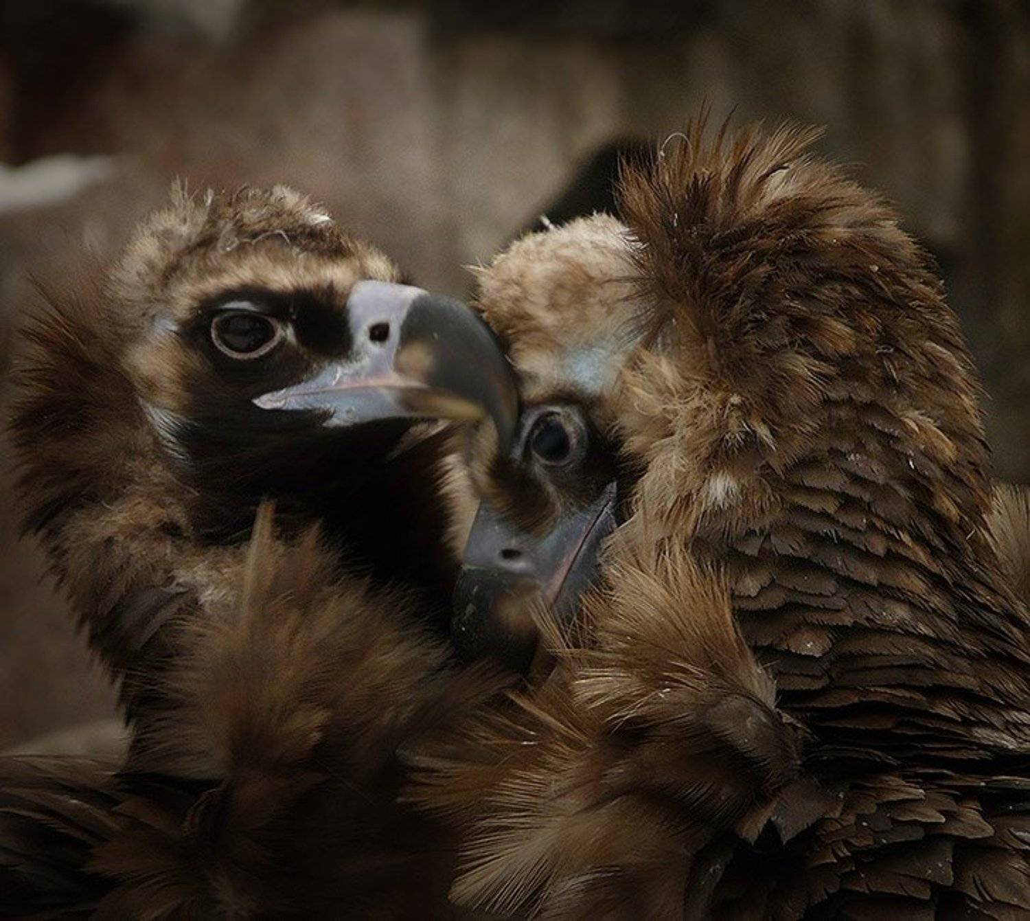 , Костин Евгений