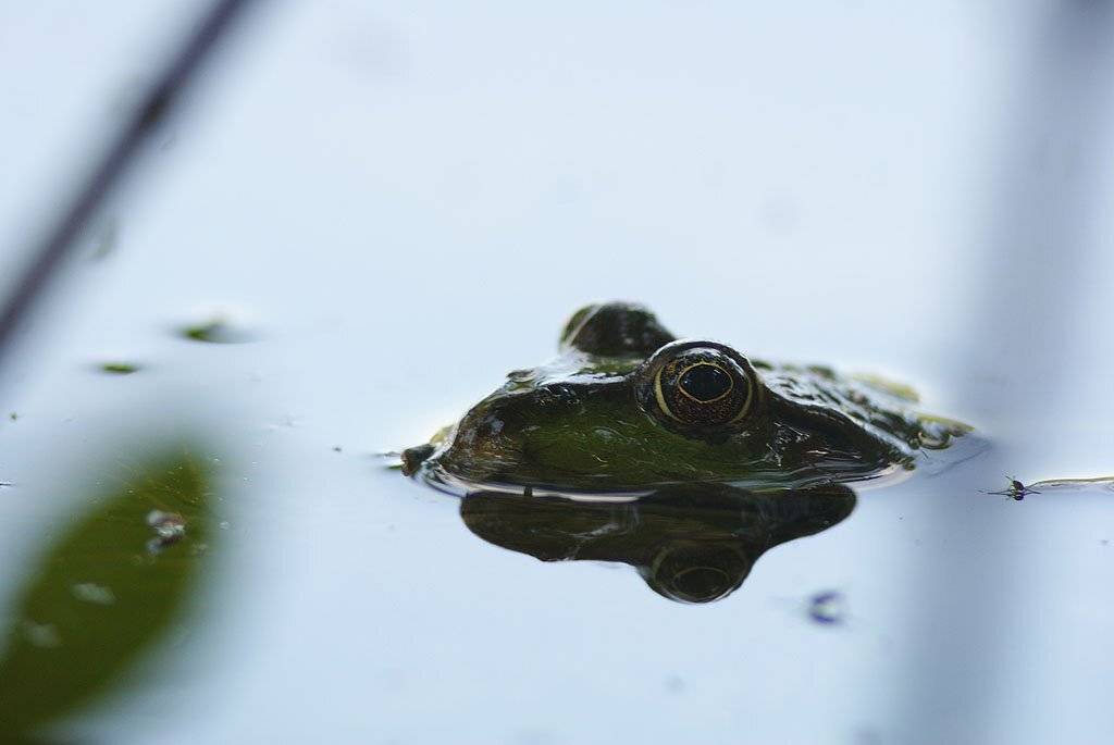 , Владислав.