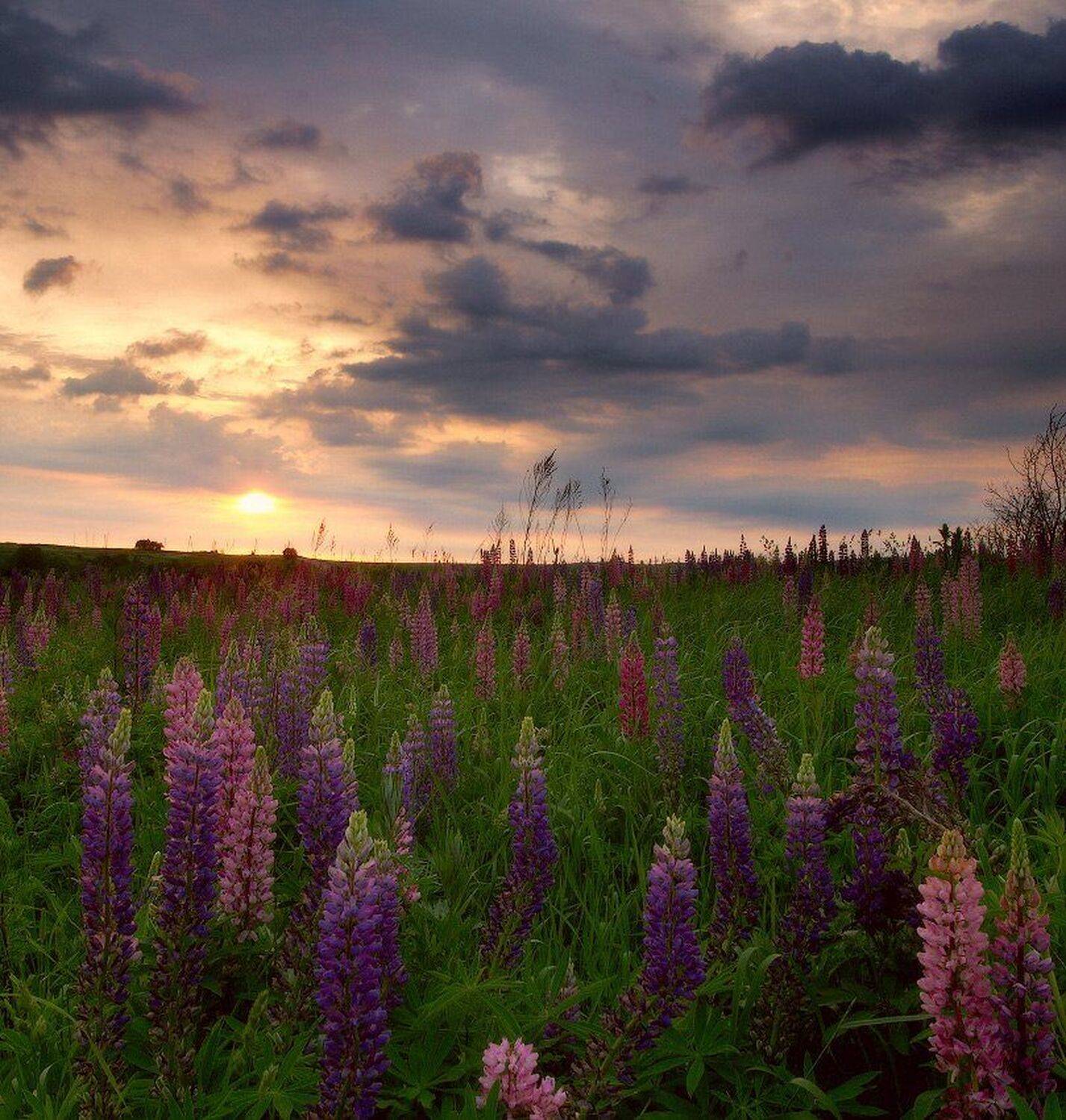 , Максим Евдокимов