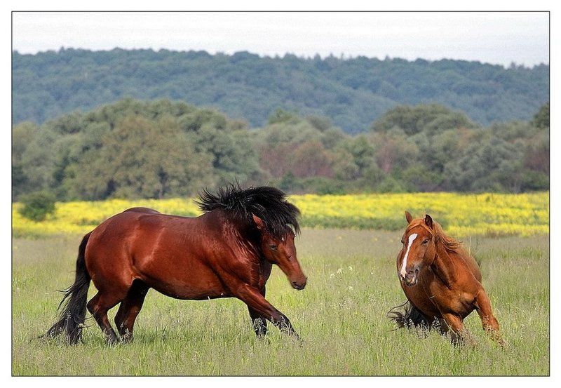 Action фото превью