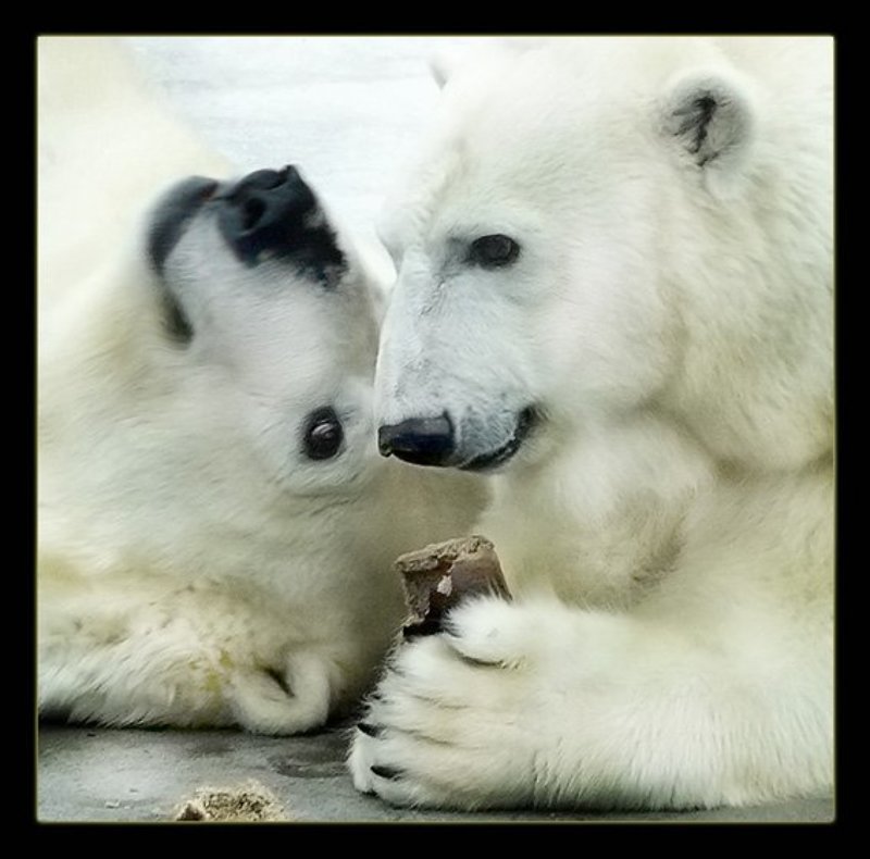 белые и черный фото превью