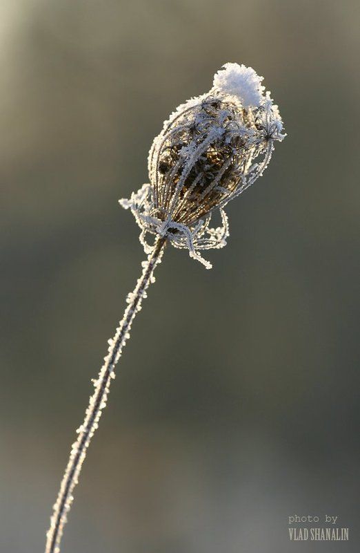 Снежный чепчик фото превью