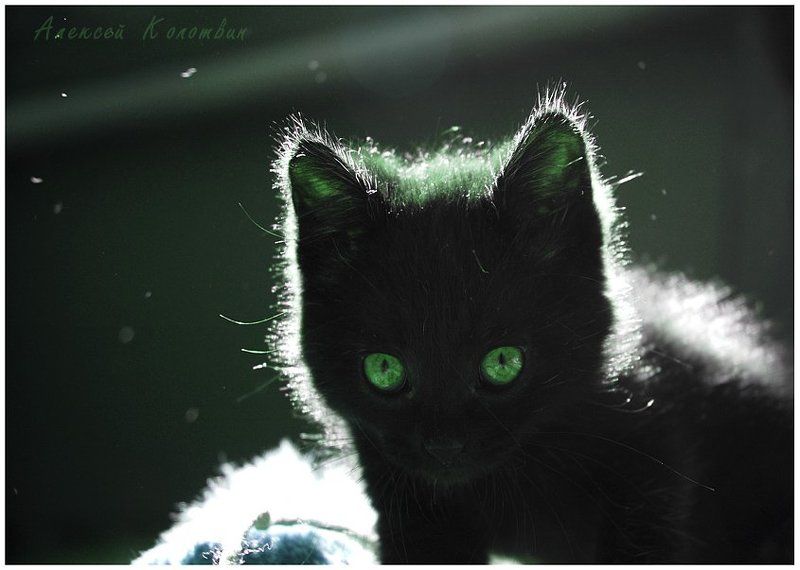 охотник фото превью