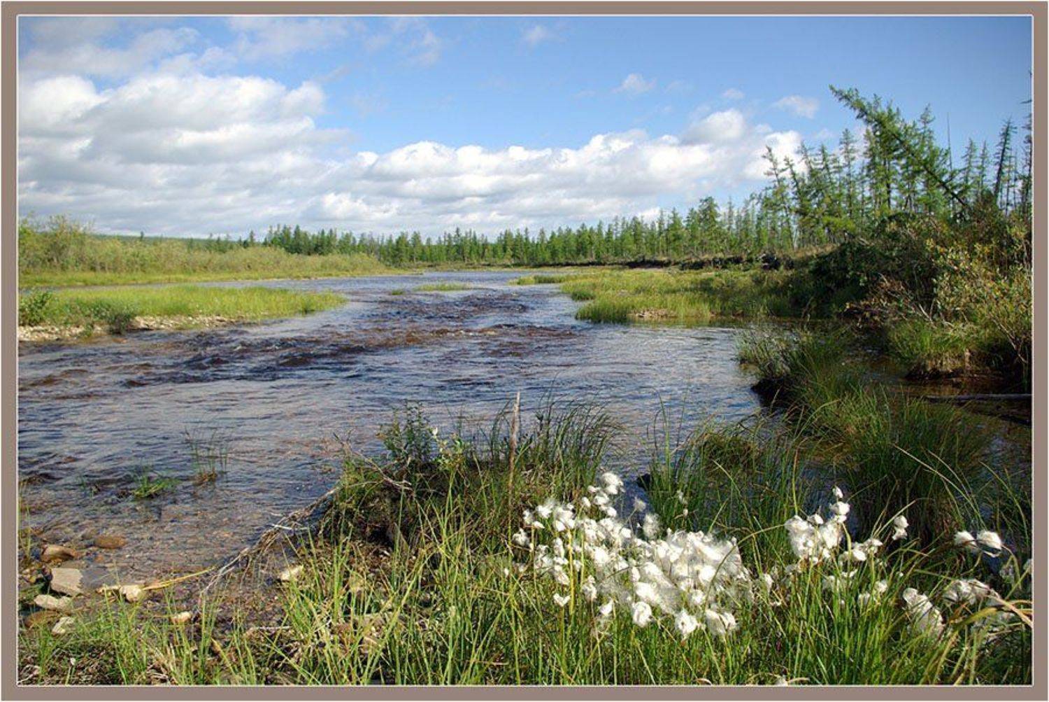 ручей, тайга, Солодухин Виктор
